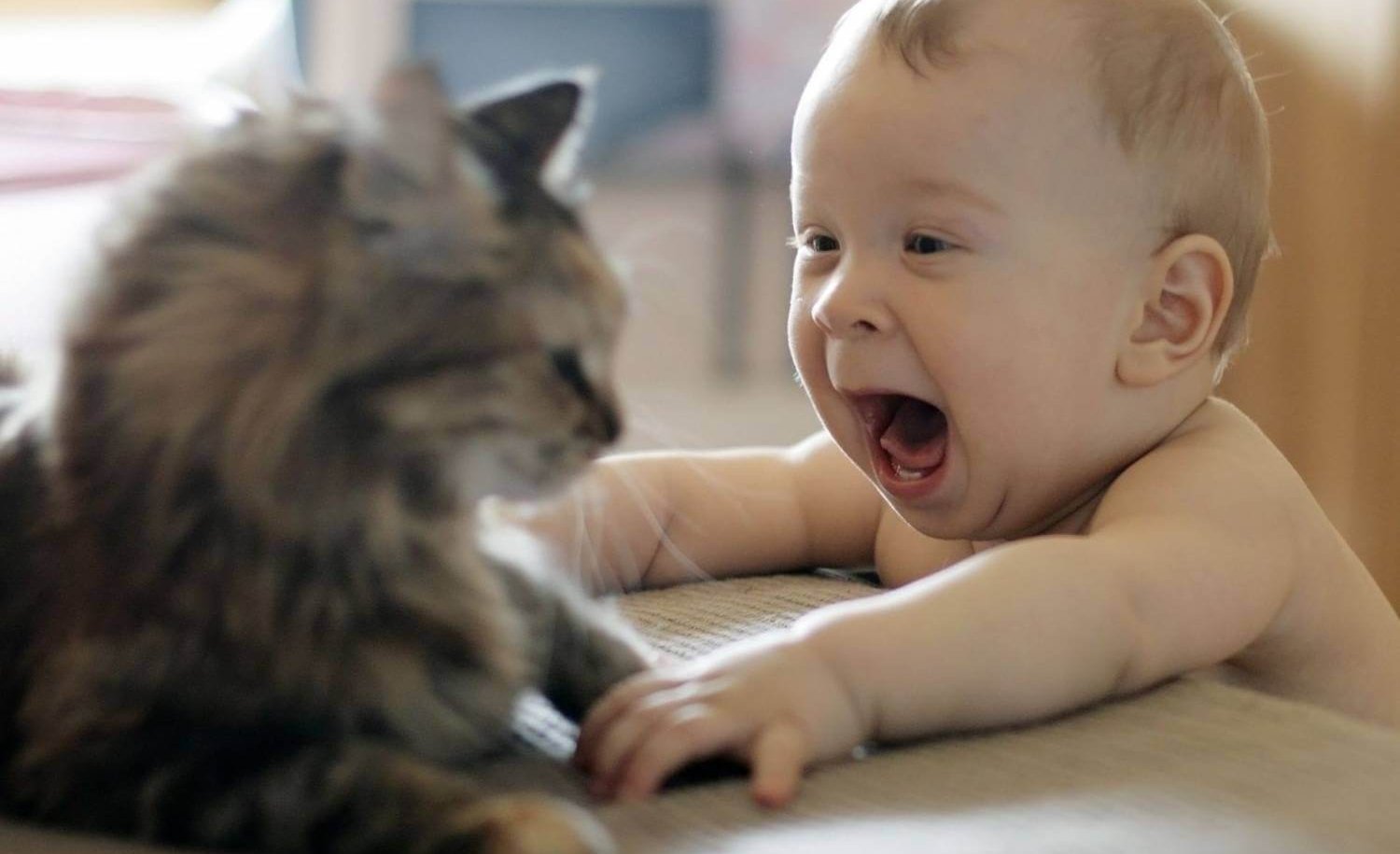 грудной ребенок и кошка